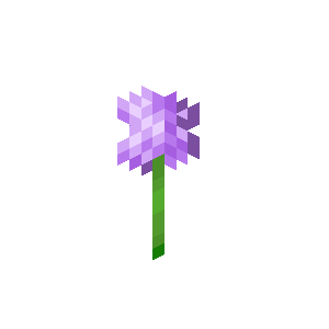 绒球葱（Allium）素材图