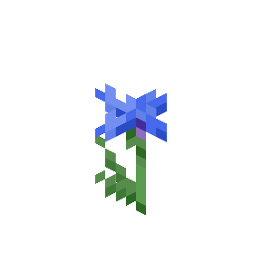 矢车菊（Cornflower）素材图