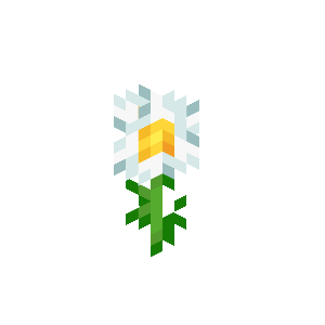 滨菊（Oxeye Daisy）素材图