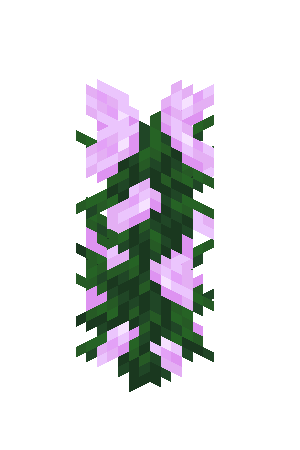 牡丹（Peony）素材图