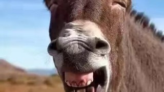 我的世界未知shifter smp生存|原版服务器