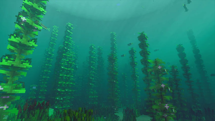 海带与海带森林