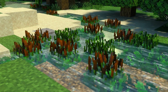 海草与香蒲
